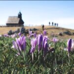 Purple Crocus flowers on spring mountain hill