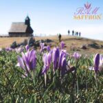 Purple Crocus flowers on spring mountain hill
