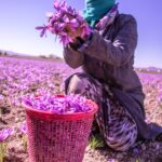 Hand holding purple petals over a wicker basket
